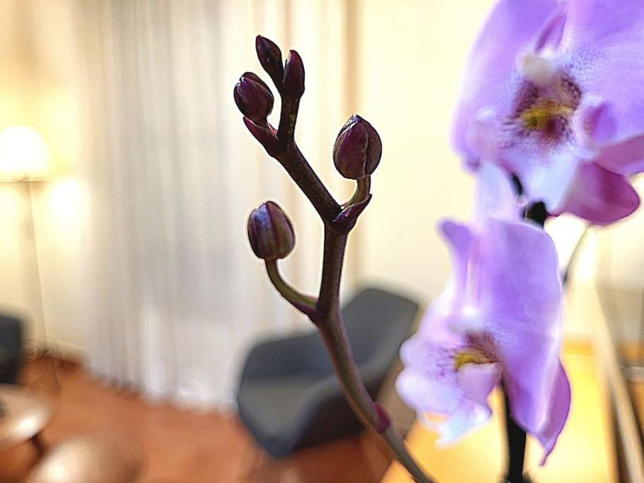 Flamenco, Apartamento Exclusivo De Dos Habitaciones En El Pleno Del Casco Antiguo, Alicante, Playa, Centro Historico, Rambla Eksteriør billede